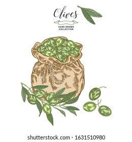 Olives set. Green olives in rustic bag isolated on white background. Vector illustration. Hand drawn engraving style.
