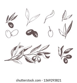 Olives set with olive branches and fruits for Italian cuisine design or extra virgin oil food or cosmetic prod
uct packaging wrapper. Hand drawn Illustration in vector.