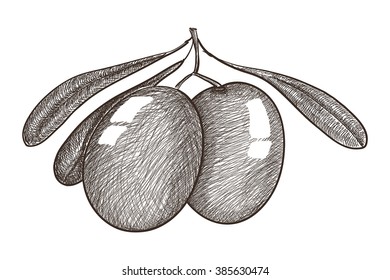 Olives.   Sketch.  Vector illustration isolated on white background