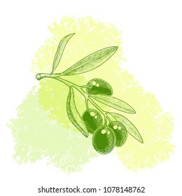 Olives tree branch sketch for design label olive oil bottle . Hand drawn vector illustration on watercolor stains background .
