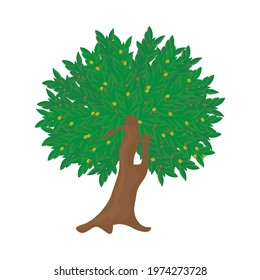 olives tree on white background