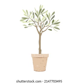 Olives tree with in stylish clay pot isolated on white background. Home plant decor element.