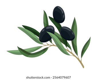 Olives trees branch with leaves and black fruits. Vegan organic natural product. Vector drawing plant isolated on white background