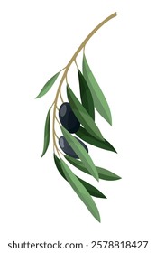Olives trees branch with leaves and black fruits. Vegan organic natural product. Vector drawing plant isolated on white background