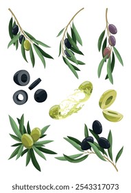 Os ramos das oliveiras definem-se com folhas, frutos verdes e pretos. Produto natural orgânico vegano. Folhas para criar padrões, menus ou rótulos. Planta de desenho vetorial isolada sobre fundo branco
