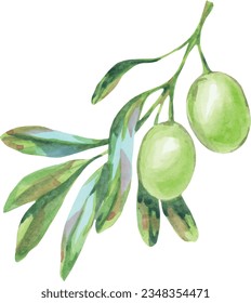 Olives twig vector watercolor. Delicious juicy olives illustration. Summer fruits, foliage, branch. Italy illustration