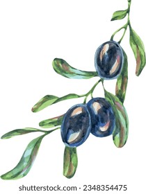 Olives twig vector watercolor. Delicious juicy olives illustration. Summer fruits, foliage, branch. Italy illustration