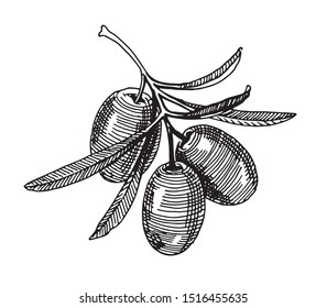 Olives. Vector drawing for labels, menus and packaging design.