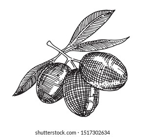Olives. Vector drawing for labels, menus and packaging design.