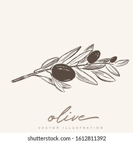 Olives vector hand drawn illustration
