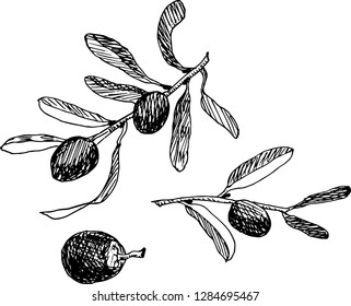 Olives. Vector illustration.