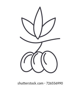 olives vector line icon, sign, illustration on background, editable strokes