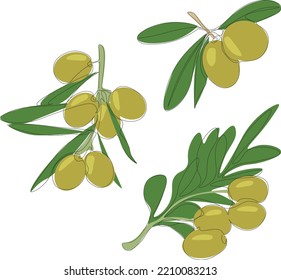 Olives vector set. Vector illustration Olives.