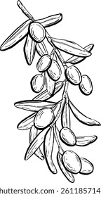 Olives. Vegetables. Hand drawn vector isolated sketch.