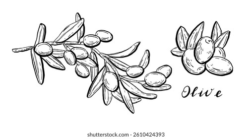 Olives. Vegetables set. Hand drawn vector isolated sketch.
