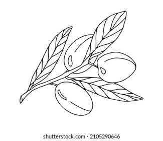 Olives.Olives oil. Set of vegetables and fruits, line drawing, black outline, contour.