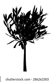 Olive-tree black silhouette isolated on white background