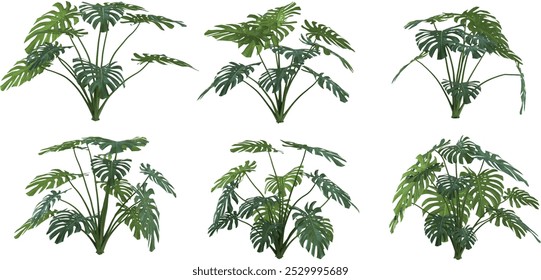 ollection of Swiss cheese plant isolated on white background