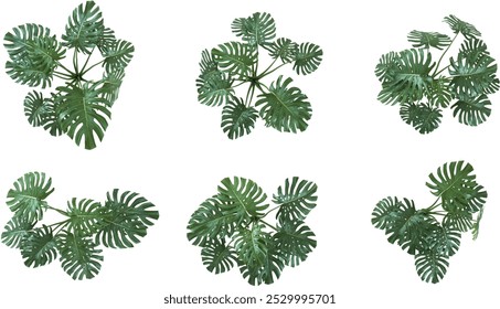 ollection of Swiss cheese plant isolated on white background from top view