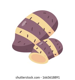 icono del olluco sobre fondo blanco, estilo de detalle plano, ilustración vectorial