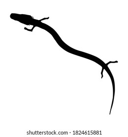Olm (Proteus Anguinus) Swimming On a Upper View Silhouette Found In Map Of Europe. Good To Use For Element Print Book, Animal Book and Animal Content svg