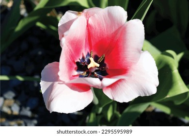 Olomouc, Czech Republic, April 29.2023. Pink flower close up vector illustration