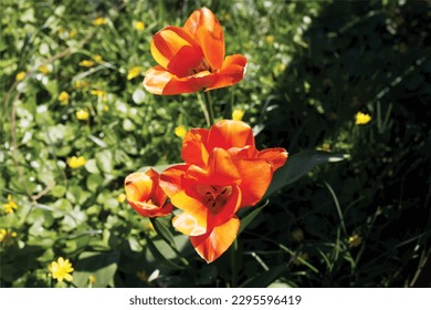 Olomouc, Czech Republic, April 29.2023. Orange flowers close up vector illustration high velocity