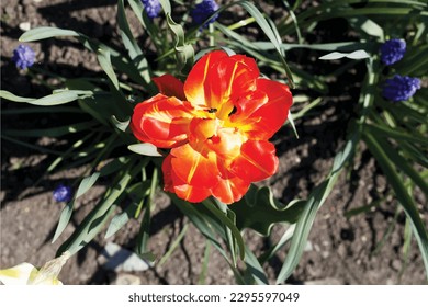 Olomouc, Czech Republic, April 29.2023. Close up flower blur background vector illustration