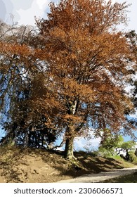 Olomouc, Czech Republic, April 30.2023. Tree in public park vector illustration