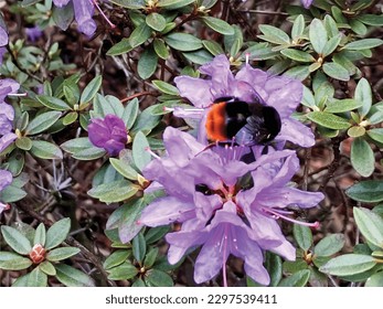 Olomouc, Czech Republic, May 05.2023. Bumblebee on a flower vector illustration