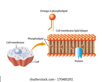 Omega3 phospholipid