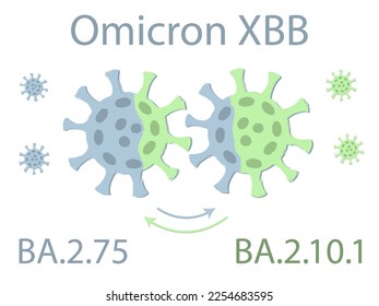 Omicron XBB variant is a hybrid of the two subvariants of Omicron: BA.2.75 and BA.2.10.1. Schematic drawing. Two viruses exchange their DNA. The exchange is shown by the color of the spike proteins.