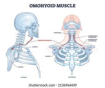 Omohyoid muscle location with inferior belly and hyoid bone outline diagram. Labeled educational medical scheme with human upper body skeletal description and neck muscular system vector illustration.