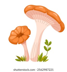 Omphalotus olearius mushroom. Poisonous forest mushroom. Forest grass and leaves. Cartoon vector illustration on a white background.