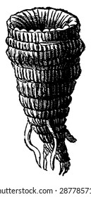 Omphyma, vintage engraved illustration. Earth before man 1886.
