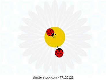 On the background-color daisy on which crawl two ladybugs.