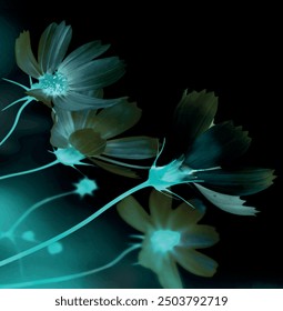 On a blue background, pink flowers from top to bottom place for text season summer spring Elegant white magnolia flowers are in bloom in the moonlight, beautiful white