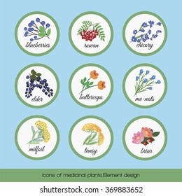On a blue background set of isolated medicinal plants blueberries, rowan, chicory, elder, buttercup flowers, forget me not, tansy, milfoil, briar. Vector illustration