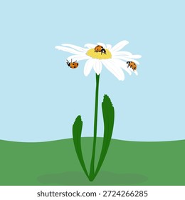 Sobre un fondo azul, hay una margarita con tres mariquitas en sus pétalos.