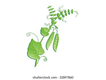 On a branch the open pod of peas hangs