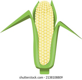 Сorn on the cob with leaves. Vector illustartion. Design element.