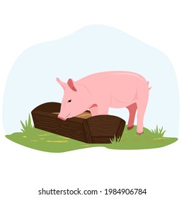 On a farm, a piglet eats hay from a trough. Country pet. Pig character isolated on white background. Vector illustration in flat style