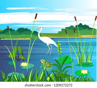 On the lake, white heron and frogg on the swamp plant, nature wildlife scene vector