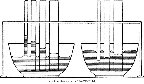 On the left, water is higher in the smaller tubes due to adhesion. On the right, mercury has the opposite effect because of its cohesive properties, vintage line drawing or engraving illustration.