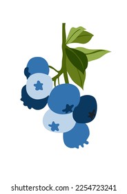 ฺ Blaubeere auf weißem Hintergrund.Eps10 Vektor.