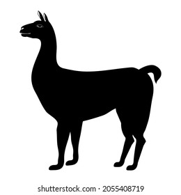 On a white background, a black silhouette of a llama, guanaco, alpaca is depicted. Eyes, tail, ears, hooves are visible. Side view .