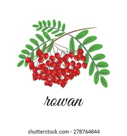 On a white background depicts a red rowan. Design element