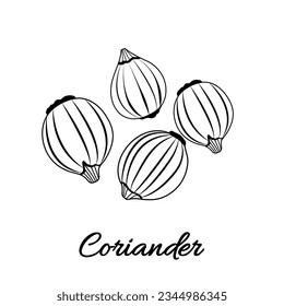 Сoriander on a white background in hand drawn style. Vector stock illustration. isolated. Plant. Spices.