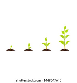 On a white background is shown 4 stages of growth of a plant sprout from the soil, in the vector.