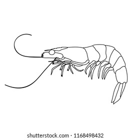  on white background sketch, outline shrimp